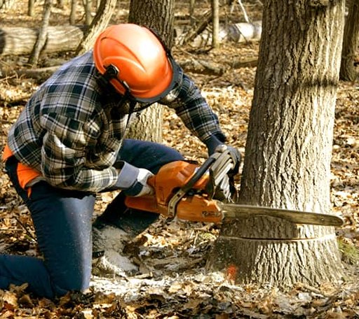 Tree Removal in Boalsburg, PA